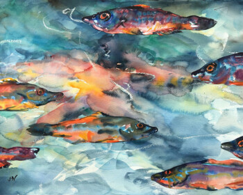 Cornish Fish, watercolour, lively